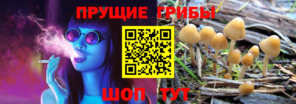 Галлюциногенные грибы Psilocybine cubensis  Братск  Галлюциногенные грибы Psilocybine cubensis 